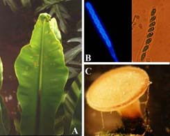 山蘇為花蓮新興原生蔬菜，栽培面積已超過200公頃，本場積極調查其主要病蟲害，以建立防治技術，提供農民參考。圖中為山蘇感染菌核病的病徵及其子囊