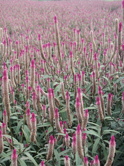 本場開發新興的綠肥景觀資源植物－青葙，色澤塊麗，花期可長達半年，除了可作為自然景觀及綠肥，休閒產業亦可巧妙的應用