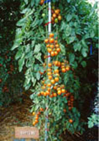 本場新育成小果番茄品種「花蓮亞蔬十三號」之植株生育旺盛、高產、果實品質及風味佳，並富含β－胡蘿蔔素，具有推廣價值