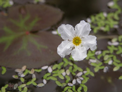 細緻柔美的龍骨瓣莕菜與青萍