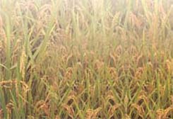本場新育成的水稻品種花蓮19號，具食味優良，抗稻熱病，耐倒伏的特性