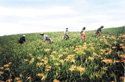 金針花盛開時節可吸引遊客觀賞並體驗採摘樂趣