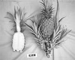 紅皮種鳳梨果肉細、風味佳可作鮮果食用亦具觀賞及供果使用價值