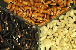 Diversified germinated rice products.