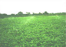 夏季高溫時利用噴水降低空心菜葉片之溫度