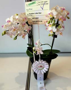 本場選育優質蘭花，在2016台灣國際蘭展獲得共12座獎項，圖為小花組第三獎