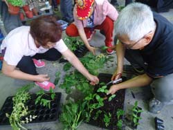 課程安排學員實地操作經濟野菜種苗繁殖及栽培技術實習