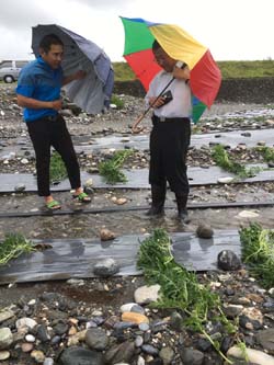 本場於7月8日啟動颱風技術服務團，即時親至農民田區瞭解農損情形