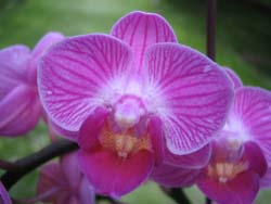 本場雜交培育5種優秀蝴蝶蘭，已於英國皇家園藝學會登錄新品種名稱，品種名皆以花蓮為字首登錄