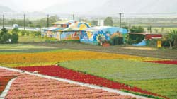 田媽媽-心蓮蕊荷園養生餐坊就位在富里鄉農會展售中心旁那棟彩繪建築物