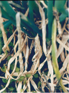 注意青蔥小粒菌核病好發季節