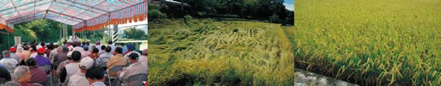 水稻合理化施肥示範觀摩會