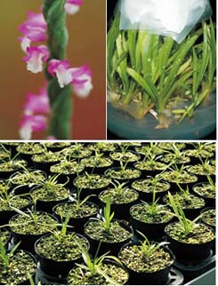 玻璃罐中的生命力　清明草繁殖有成