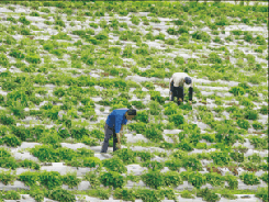 花蓮地區的優良環境適合丹參之生長