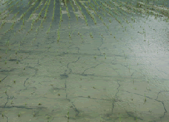 颱風過後淹水稻田應即排除田間積水，並酌施氮肥