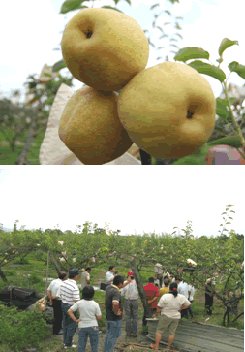 高接梨合理化施肥示範觀摩會