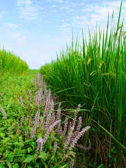 本場研發原生野花植生毯