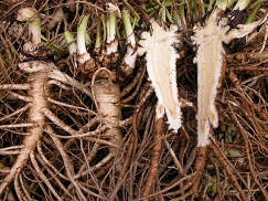 High-quality medicinal plants : Angelica acutiloba
