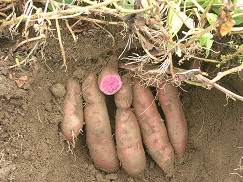 Sweet potato - ‘Hualien No. 1’, a distinct