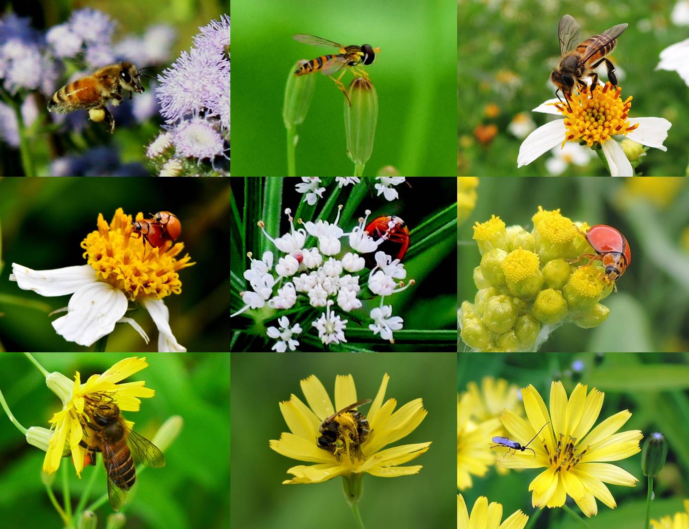 農田周邊的野花，不僅可以點綴農田景觀，花朵上甜美的花蜜與營養的花粉更吸引了蜜蜂、瓢蟲、食蚜蠅等昆蟲。