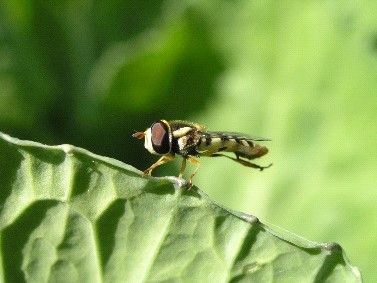 食蚜蠅