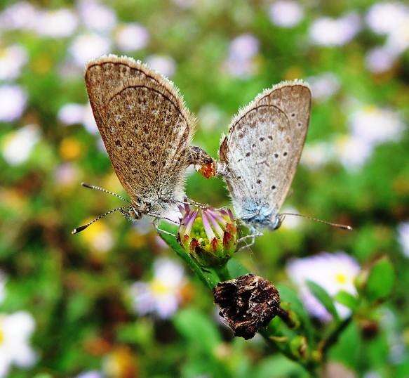 馬蘭，小灰蝶的食草