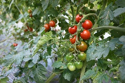 Selected high-quality, disease-resistant tomato lines and transferred the technology to privatesectors for production. 