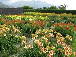 Bred new day lilies varieties to be used to improve the landscape at recreationalfarms. 