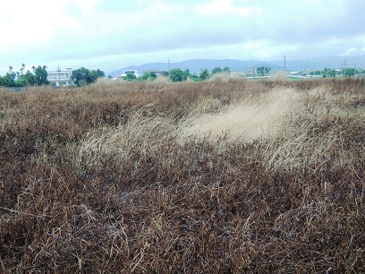 數十年來除草劑的廣泛頻繁使用，使許多早期普遍分布的野花變得越來越不容易見到