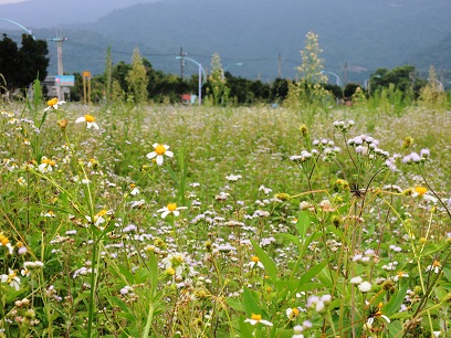 除草劑的汰選、棲地的競爭及人為的採集等壓力，今休耕地農田旁的野花常是大花咸豐草、紫花藿香薊等外來歸化植物， 原生野花不見了 
。