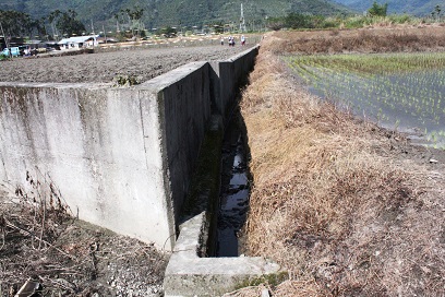 水泥化田埂及除草劑使用，讓農田生物多樣性變得寂寥