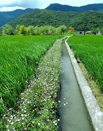 利用原生野花植生毯，讓原生植物―田邊菊(馬蘭)和田草(仙草)等原生野花，回到田邊，守護我們的田