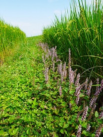利用原生野花植生毯，讓原生植物―田邊菊(馬蘭)和田草(仙草)等原生野花，回到田邊，守護我們的田