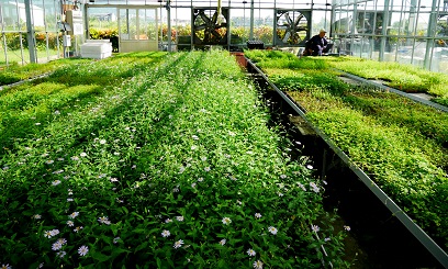 花蓮農改場蒐集繁殖多種原生植物，開發原生野花植生毯