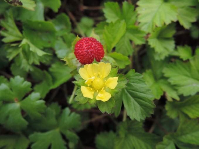 台灣蛇莓的黃花紅果具有觀賞價值