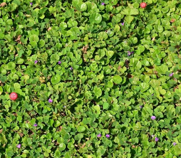 台灣蛇莓耐寒性佳，與蠅翼草及馬蹄金搭配覆蓋效果佳。