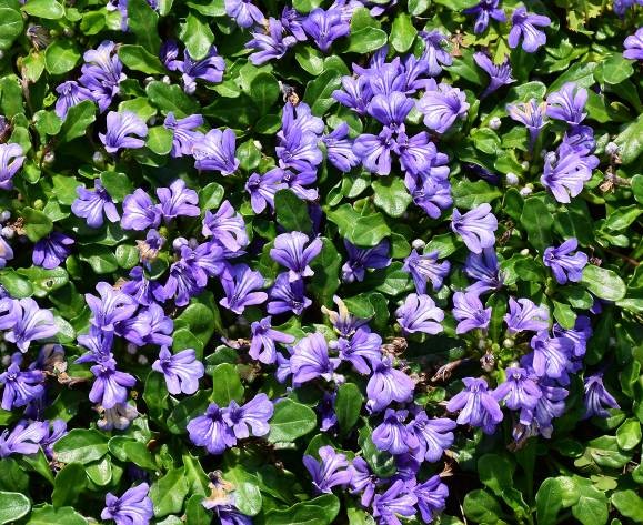 矮筋骨草盛花期眾多紫色花朵