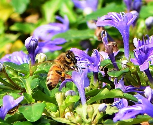 矮筋骨草花朵吸引蜜蜂前來覓食