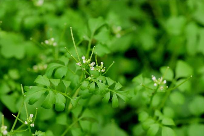細葉碎米薺為冷季田邊常見的野花