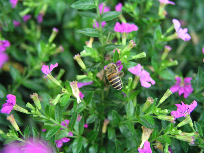 種植花朵數多的細葉雪茄花可吸引大量蜜蜂前來增加田區農作物授粉服務