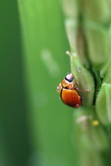 橙瓢蟲