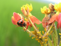 Ladybug preying on aphids.