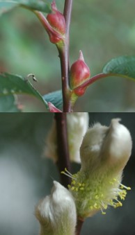 Bred a new variety of cat-tail willow ‘Lanyang No. 2’. Bred a new variety of cat-tail willow ‘Lanyang No. 2’.