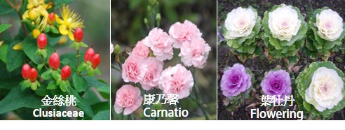 Promoting emerging varieties of flowers in the cold high-elevation land in Datong Township. Promoting emerging varieties of flowers in the cold high-elevation land in Datong Township.