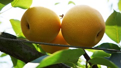 The severity of water-core of pears can be effectively reduced by using four-layer paper bags. The severity of water-core of pears can be effectively reduced by using four-layer paper bags.