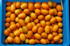 Kumquat fruits are harvested and their stems trimmed using a two-cut method. By refrigerating the kumquats at 0℃–5℃, they can be kept fresh for 3–4 weeks. Kumquat fruits are harvested and their stems trimmed using a two-cut method. By refrigerating the kumquats at 0℃–5℃, they can be kept fresh for 3–4 weeks.