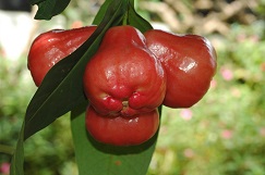 Experimental group (early-flower forcing culture fruits). Experimental group (early-flower forcing culture fruits).