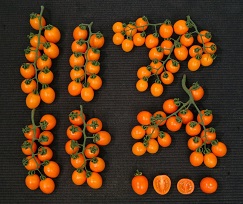 Tomato Variety ‘Hualien Asveg No. 21’.