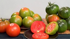 Tomato Variety ‘Hualien Asveg No. 18’.