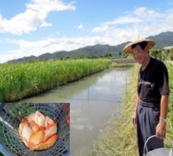 Farmed the fishes in the organic water bamboo fields; developed a unique organic industry that features “fish-water bamboo symbiosis”.